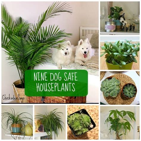 9 Dog Safe Plants For A Stylish Home Indoor Plants Pet Friendly