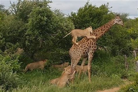 Lions Hunting Giraffe