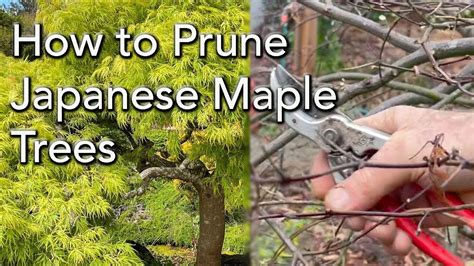 Weeping Japanese Maple Tree Pruning