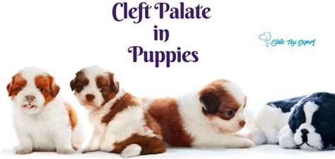 Cleft Palate In Puppies How To Care For Them The Correct Way