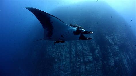 Bbc One Shark Giant Manta Ray