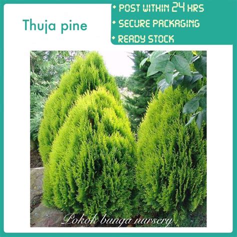 Pbn Thuja Pine Pokok Bunga Nursery Oriental Arbor Vitae Chinese