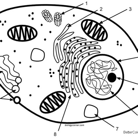 Animal Cell Coloring Pages Magna Cell Structures And Functions Free