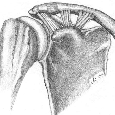 Humerus Aoota Classification Reprinted With Permission Copyright By