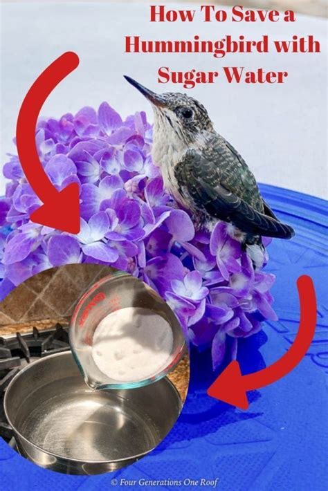 How to make hummingbird food to make hummingbird food simply boil the water, remove from the heat, add the sugar, and stir until the sugar dissolves. How to save a hummingbird with Sugar Water - Four ...