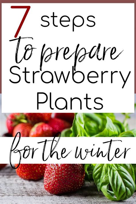 Winterizing Your Strawberry Plants The Right Way Is Crucial For Success