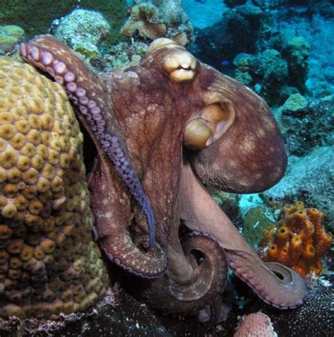 10 Interesting Octopus Facts My Interesting Facts