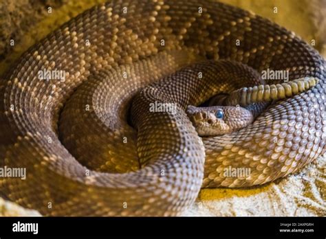 Closeup Portrait Of A Coiled Up Red Diamond Rattlesnakevenomous Pit