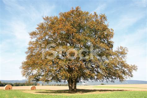 Old Giant Beech Tree Early Fall Stock Photo Royalty Free Freeimages