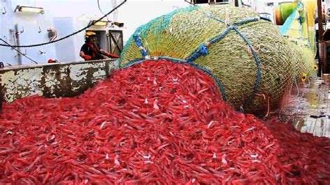 Amazing Shrimp Fishing Video Catch Hundreds Tons Shrimp With Modern