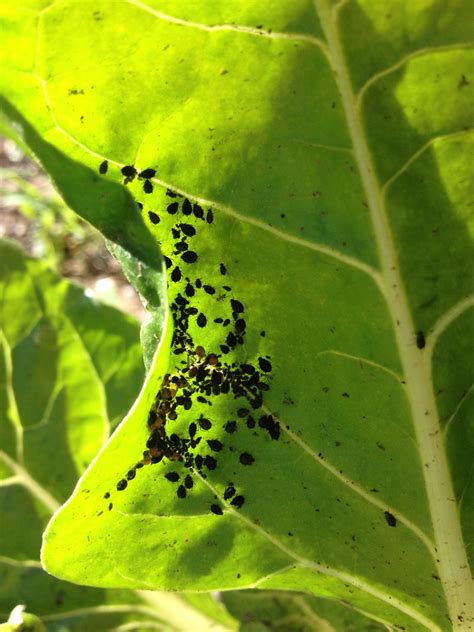.with tiny little grayish black bugs, too small to see any real details, i have garden safe house plant and garden insect killer spray that i use but it. What are these black bugs on my garden plants? | Snaplant.com