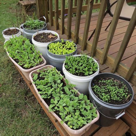 Awesome Container Garden Ideas Vegetables 2023