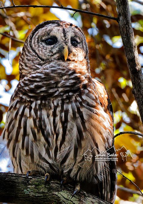 Florida Wildlife Photo Travel And Tours Gallery