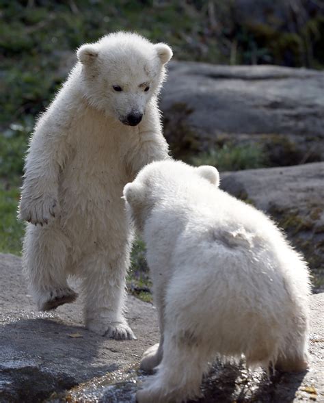 Twin Polar Bear Cubs Playing In Tierpark Hellabrunn Zoo Metro Uk