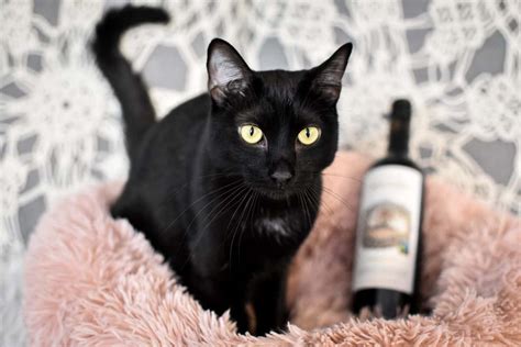 $10 adults, $5 children 11 and under for 30 minutes; Cat Cafe Santa Barbara