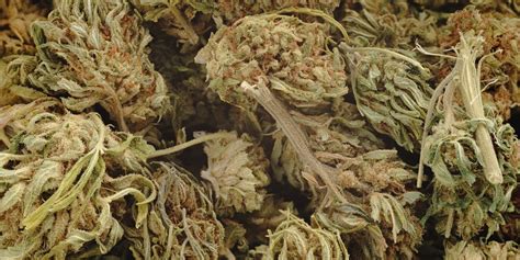 cannabisblüten sativa indica hybride im kurzüberblick mediorbis
