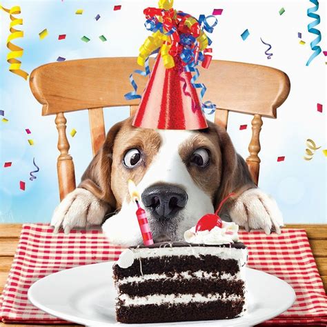 Dog Birthday Wishes Quotes Funny Birthday Cards With Dogs Beagle