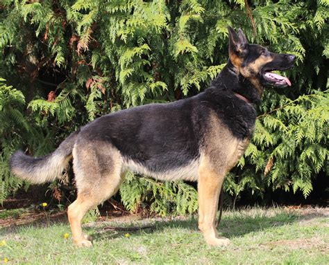 Beautiful Young Adult Female Windridge German Shepherds Facebook