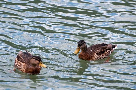 Wild Birds Swim In The Beautiful Lake At Alleghe In The Veneto Region