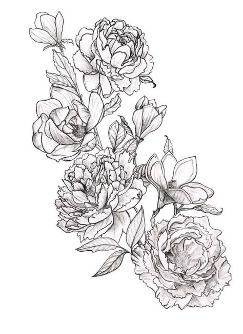 Peony Outline Drawing At Getdrawings Free Download