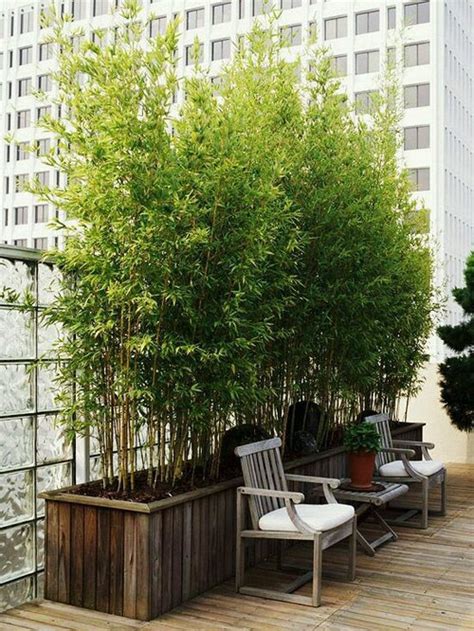 Many bamboo plants are common in cultivation as garden plants. keeping bamboo in pots for privacy screen