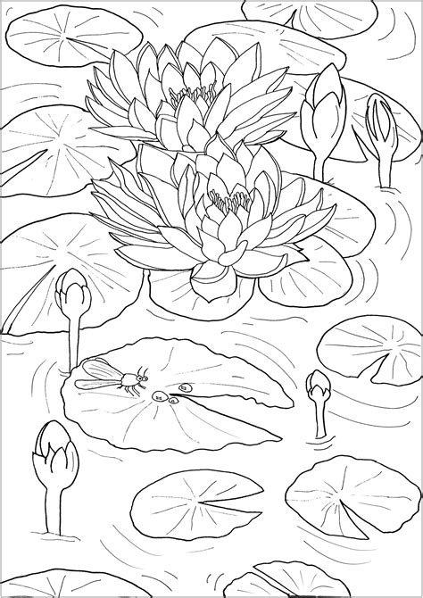 Hardy water lilies have the benefit of coming back each year. Water lilies and little dragonfly - Flowers Adult Coloring ...