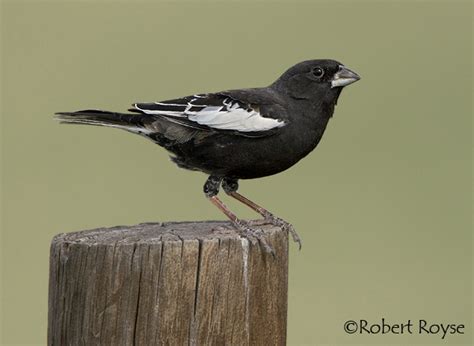 Lark Bunting