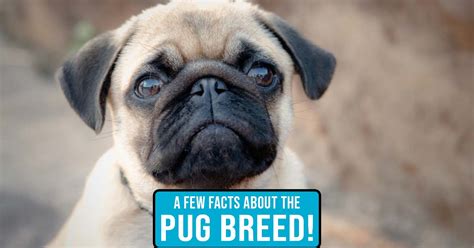 Pugs Are Awesome Dogs Pug Facts The Truth About Pugs