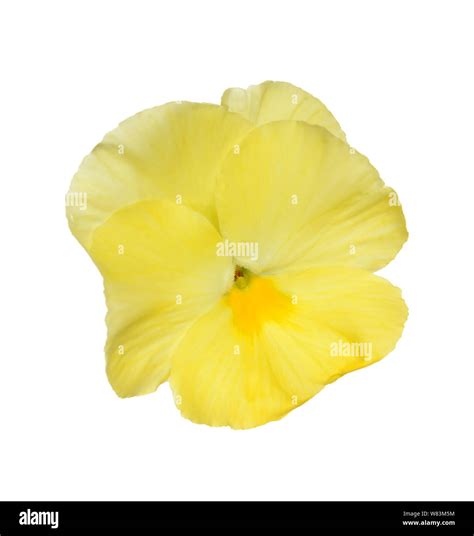 Yellow Pansy Flower Isolated On White Stock Photo Alamy