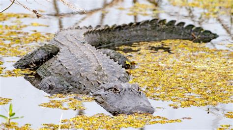 record breaking 800 pound alligator caught in mississippi men s journal