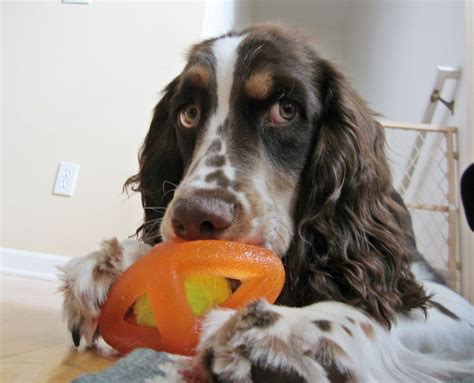 Two female and three male. Tucker a.k.a. Handsome - 7 month old Springer Spaniel frolicking happily in Lake Geneva, WI ...
