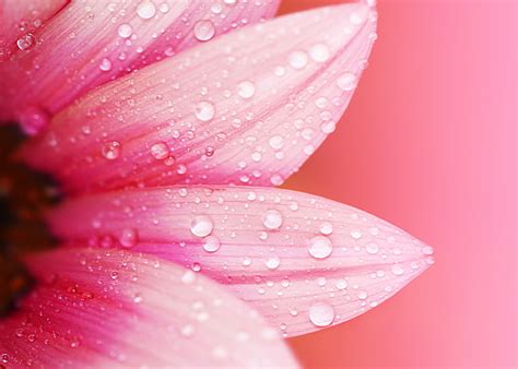 Hd Wallpaper Flowers Hd 4k Wallpaper Plant Macro Drops