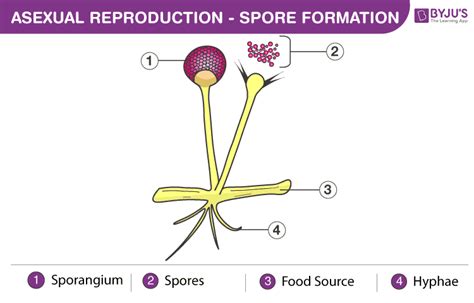 Asexual Reproduction Types
