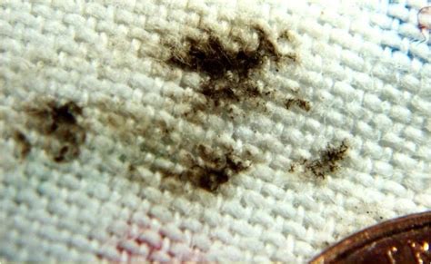 Specks of blood on bedding, mattresses, or upholstered furniture such as couches and headboards. Signs of Bed Bugs: Pictures and Life Stage Photos