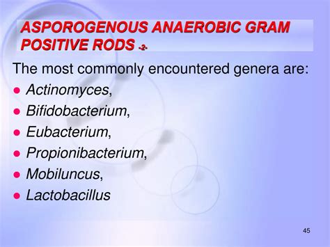 Ppt Anaerobic Bacteria Anaerobic Gram Positive Rods Powerpoint