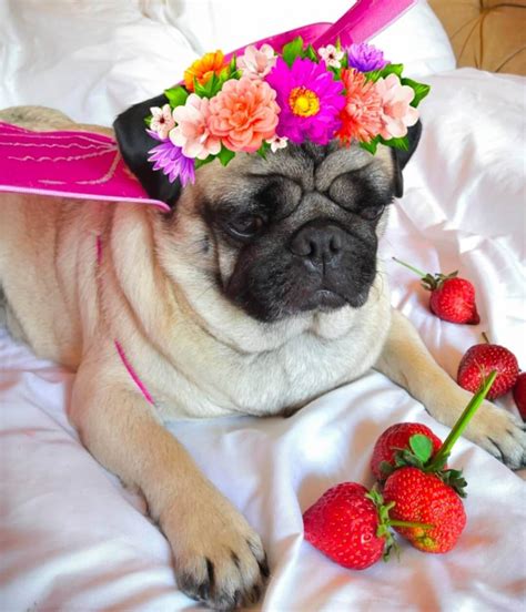 Meet 15 Of The Cutest Pugs In The World Page 4 Of 5 The Dogman
