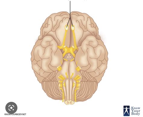 12 cranial nerves flashcards quizlet