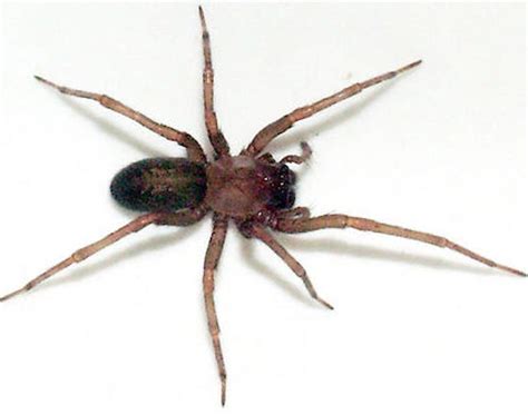 The Worlds 14 Most Dangerous And Venomous Spiders You Should Avoid At