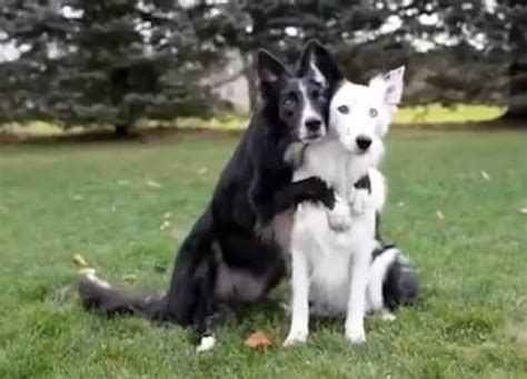 Dogs Pose For Pictures And Get That Perfect Couple Shot Cute Video
