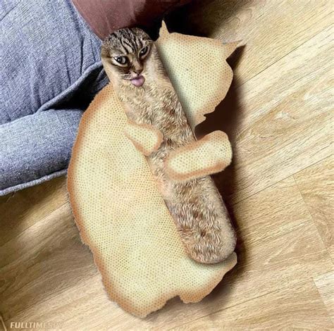 Psbattle This Cat With A French Bread Rphotoshopbattles