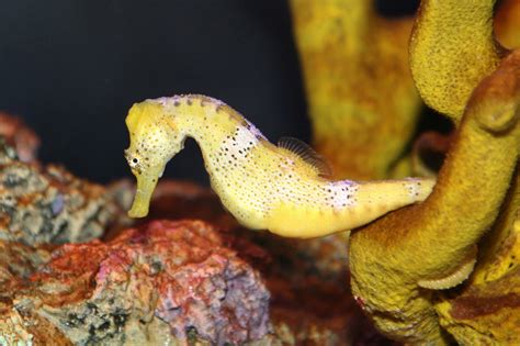 Asexual Reproduction In Animals
