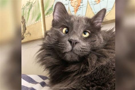Cross Eyed Cat Belarus Wins The Internet On Caturday