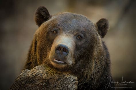 Photographic Prints Of Grizzly Bear At The Denver Zoo