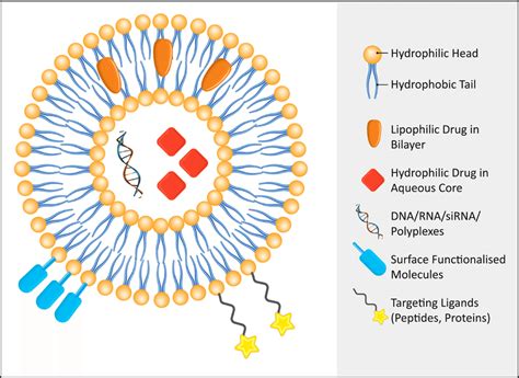 Vesicle Structure