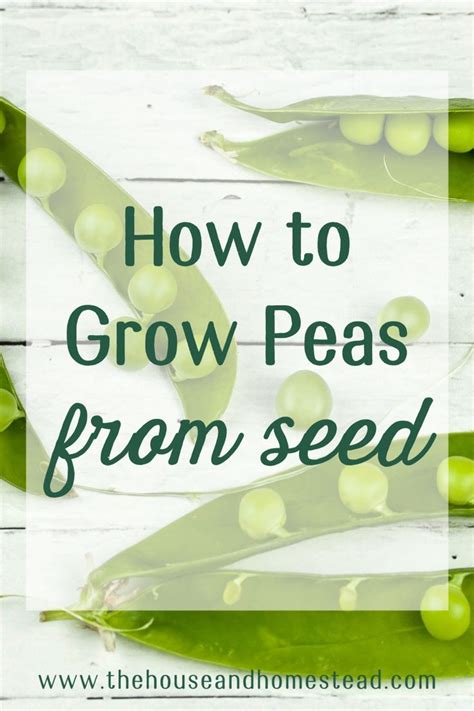 How To Grow Peas From Seed The House And Homestead Growing Peas