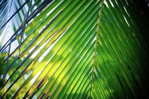 Palms Photograph By Noel Fleming Fine Art America