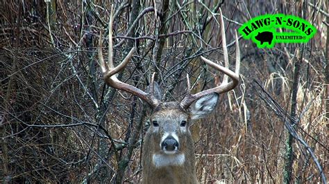 Biggest Whitetail Deer Gone Wild Aggressive Rutting Buck Youtube