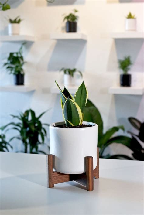 Planting Indoor Desk Give Life To Your Work Desk Or Home Office