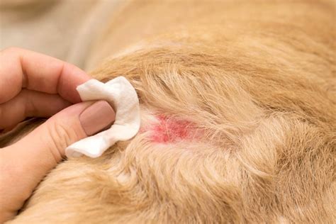 Found Crusty Scabs On Dogs Back Types Causes And Treatment