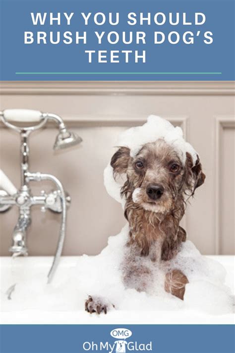 Regularly grooming your dog plays an important role in keeping them healthy and happy. 5 Dog Grooming Tools for the Do-It-Yourself Dog Groomer | Dog grooming tools, Dog groomers, Dog ...